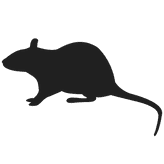Ratte-Icon